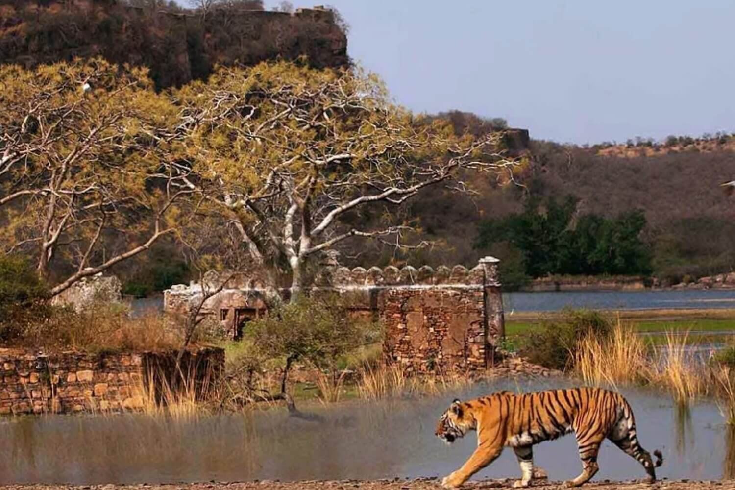 Ranthambore National Park Tiger Reserve