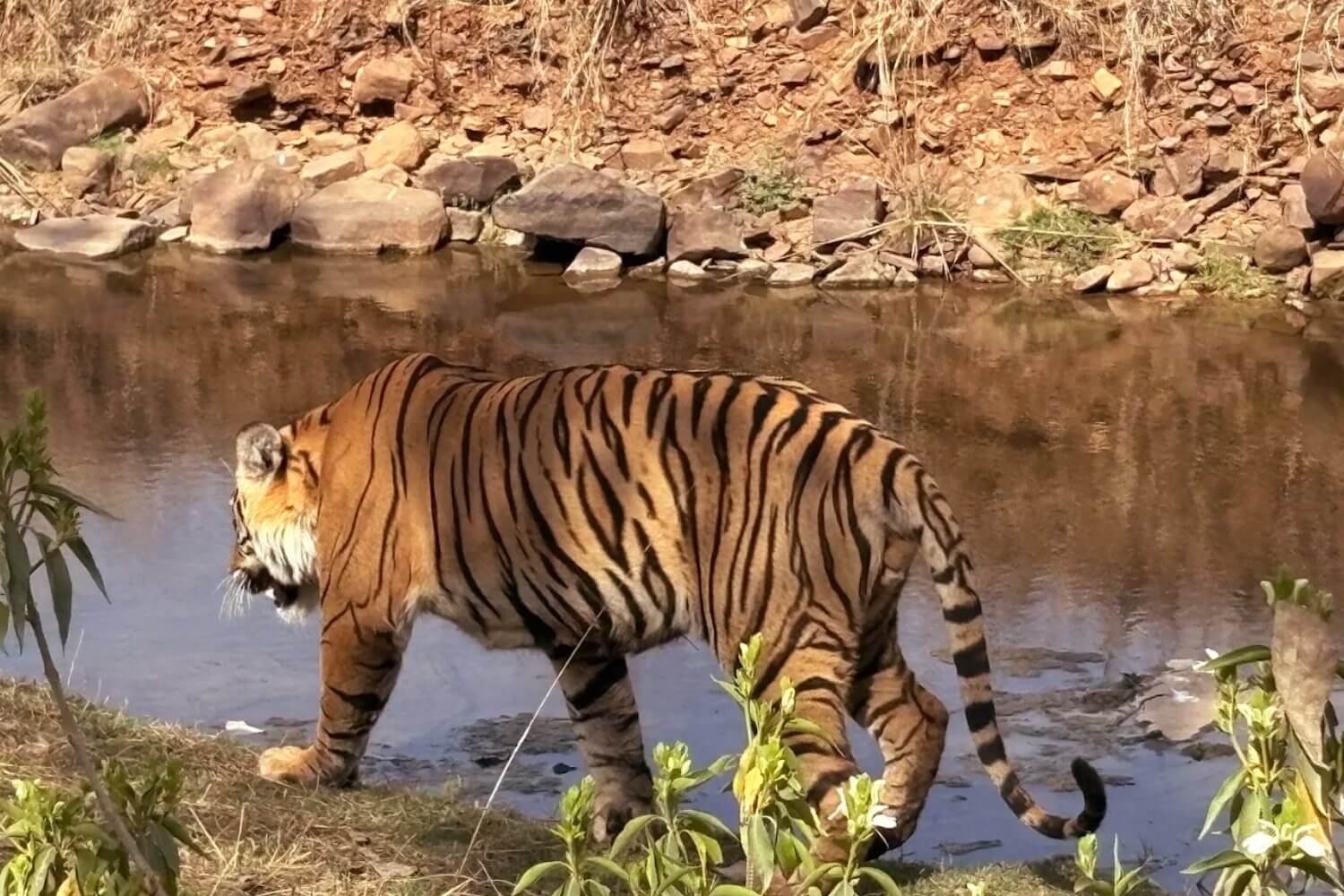 Ranthambore Tiger Reserve Rajasthan