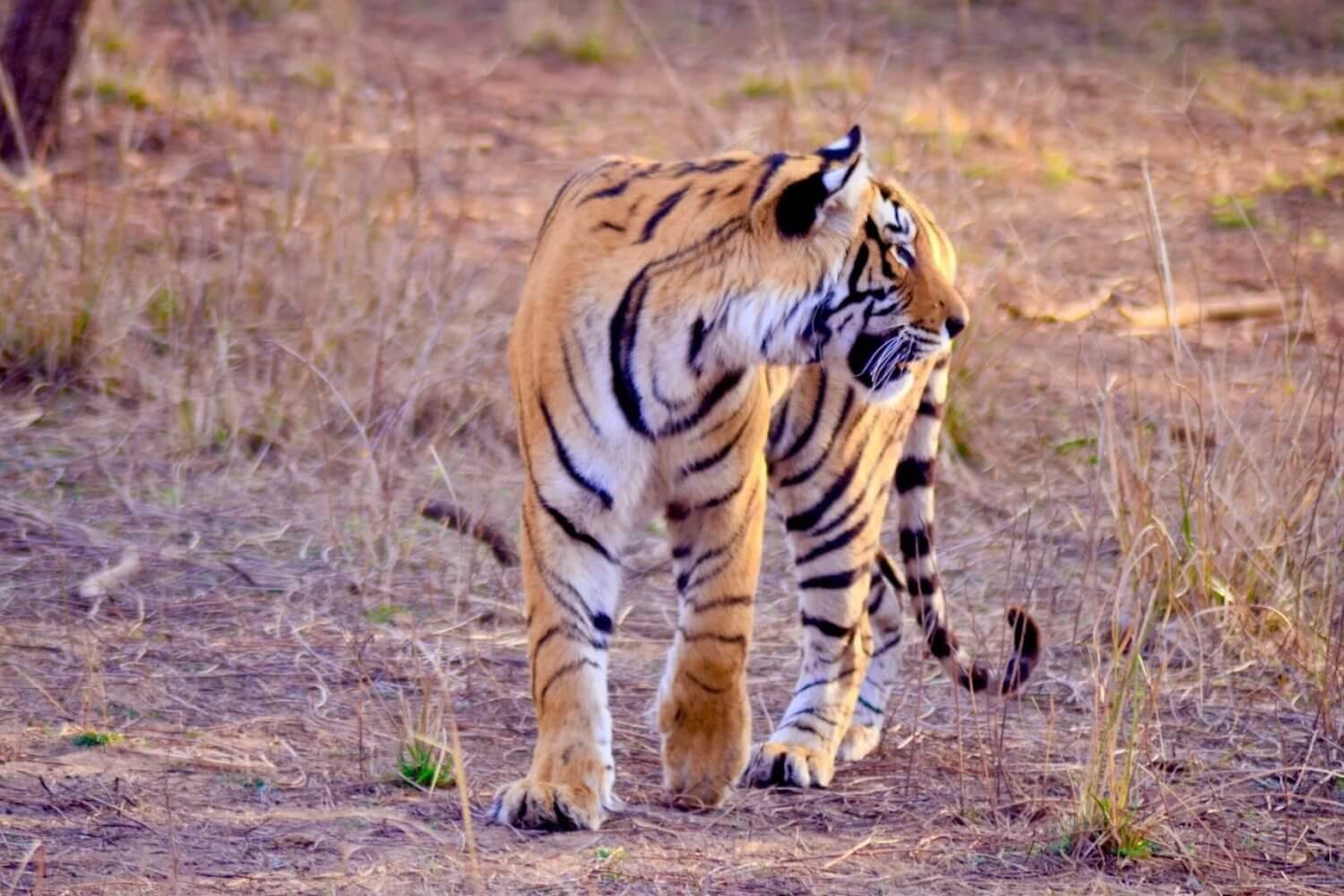 Ranthambore Tiger Reserve