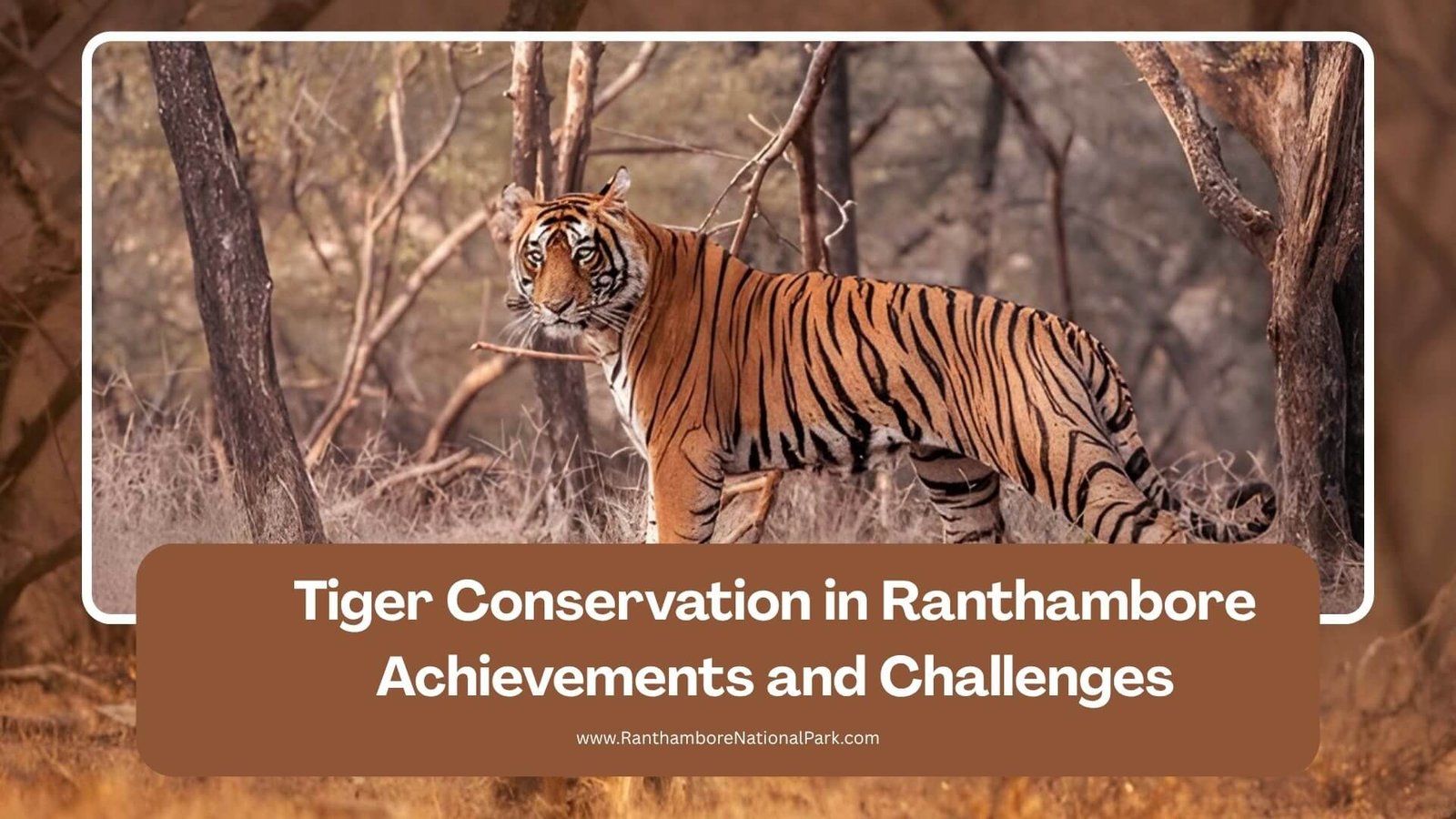 Tiger Conservation in Ranthambore- Achievements and Challenges