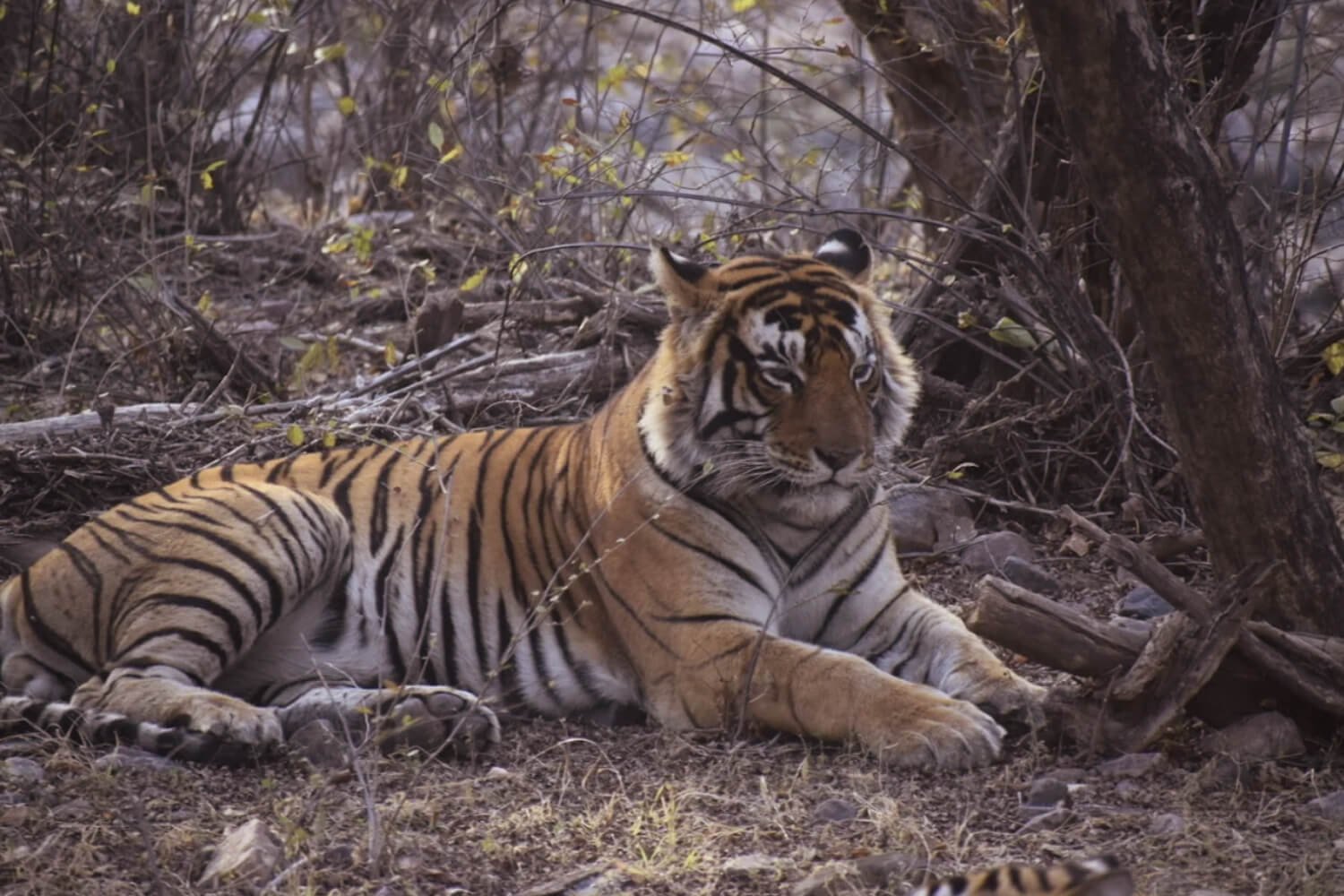Ranthambore Best Safari Zone