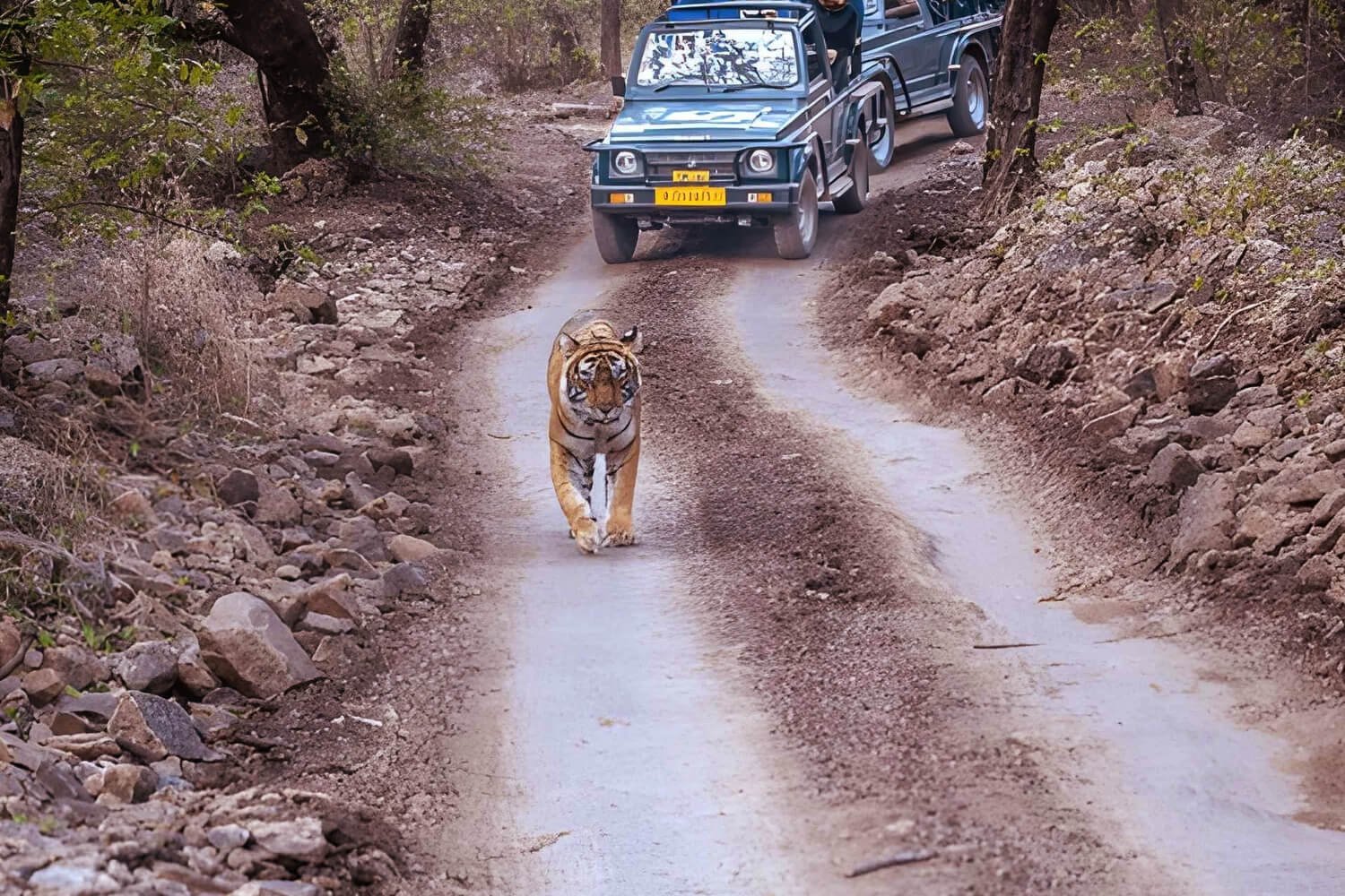 Ranthambore Jeep Safari Timing