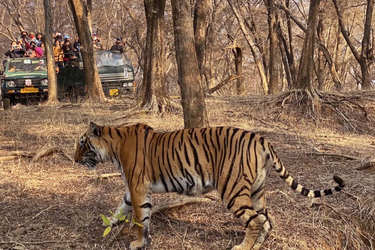 Ranthambore Jeep Safari