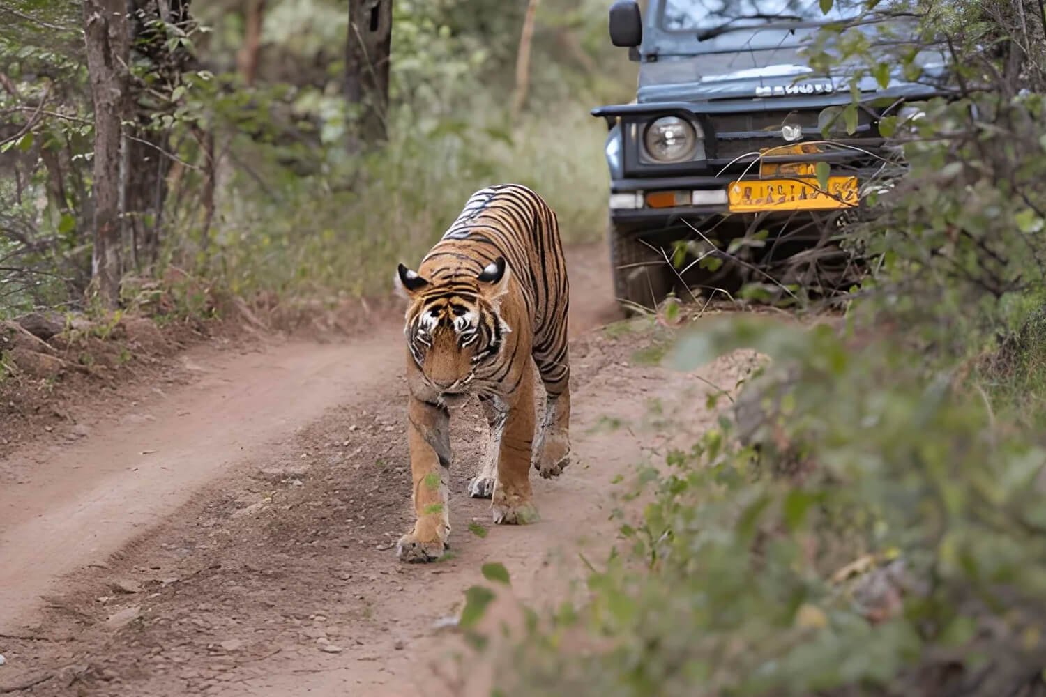 Ranthambore Safari