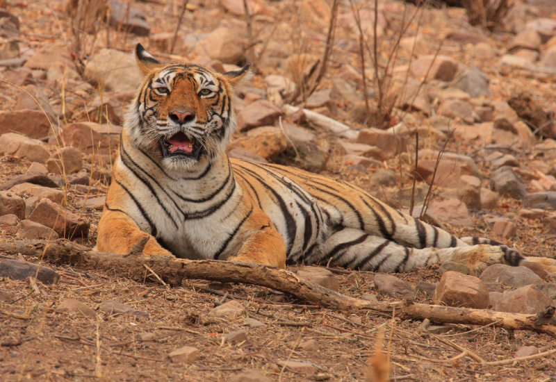 famous tiger of india, famous tigress of india, bengal tiger, world’s oldest tigress, queen of ranthambore, machali t-16, popular tigress, ramthambore’s famous tigress, tiger queen