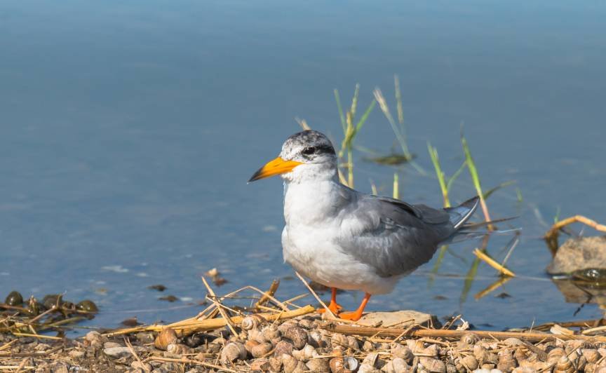 Ranthambore Birding Tour Bird Watching Package Ranthambore