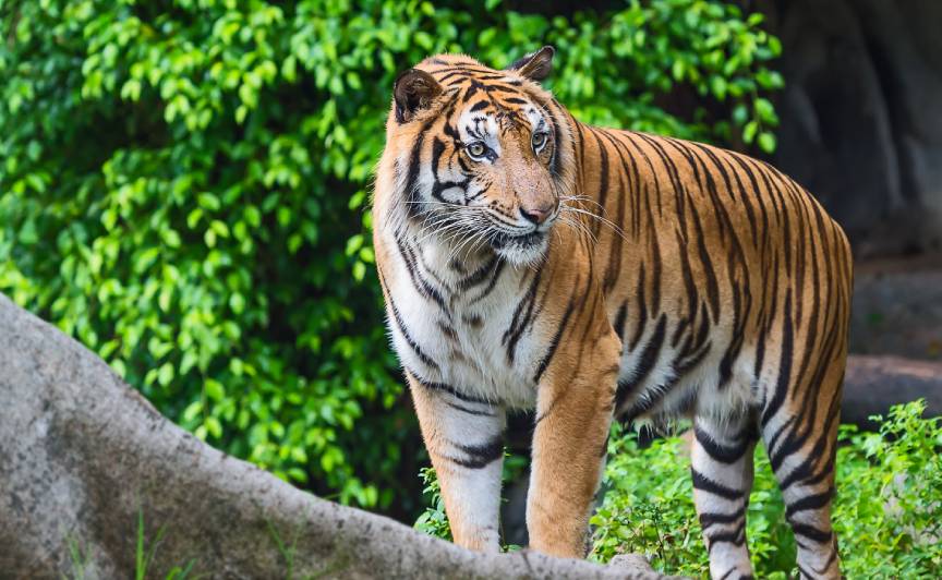 Golden Triangle Tour with Tigers - Ranthambore Park