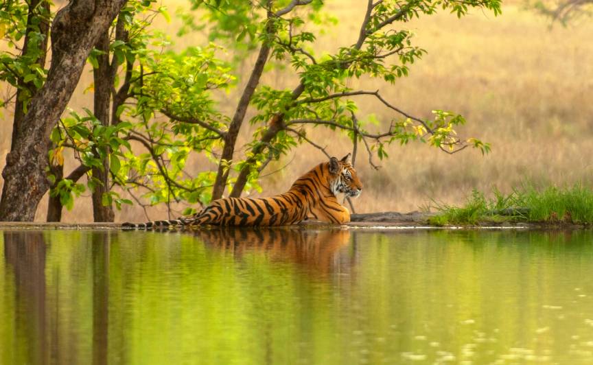Ranthambore National Park Special Wildlife Tour Packages