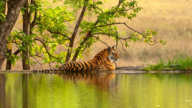 leopard safari india