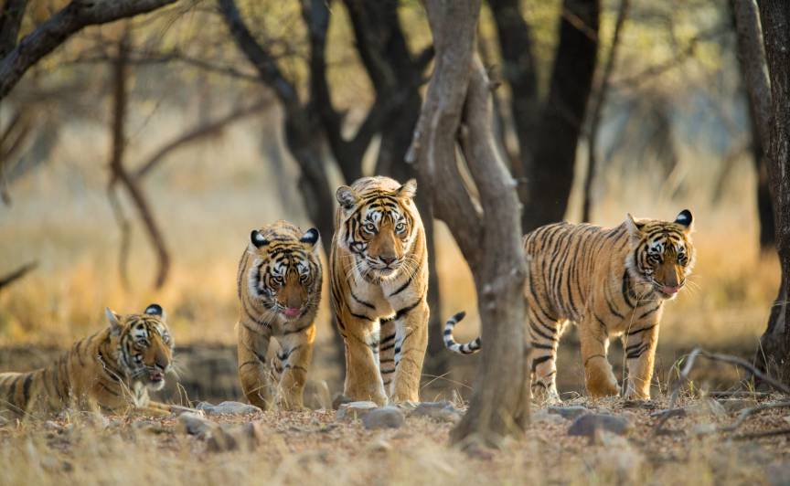 ranthambore national park tour packages