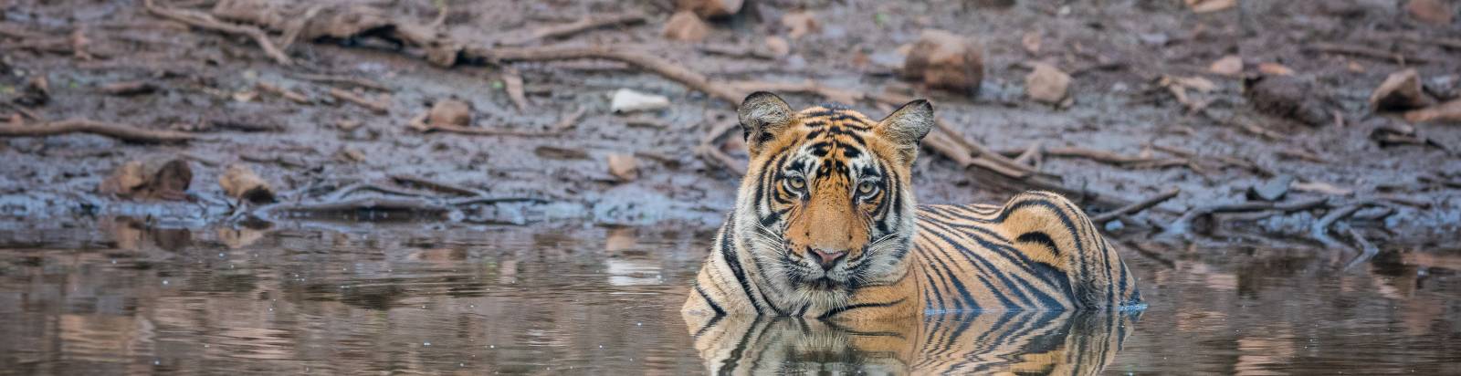 Popular National Parks & Tiger Reserves in India