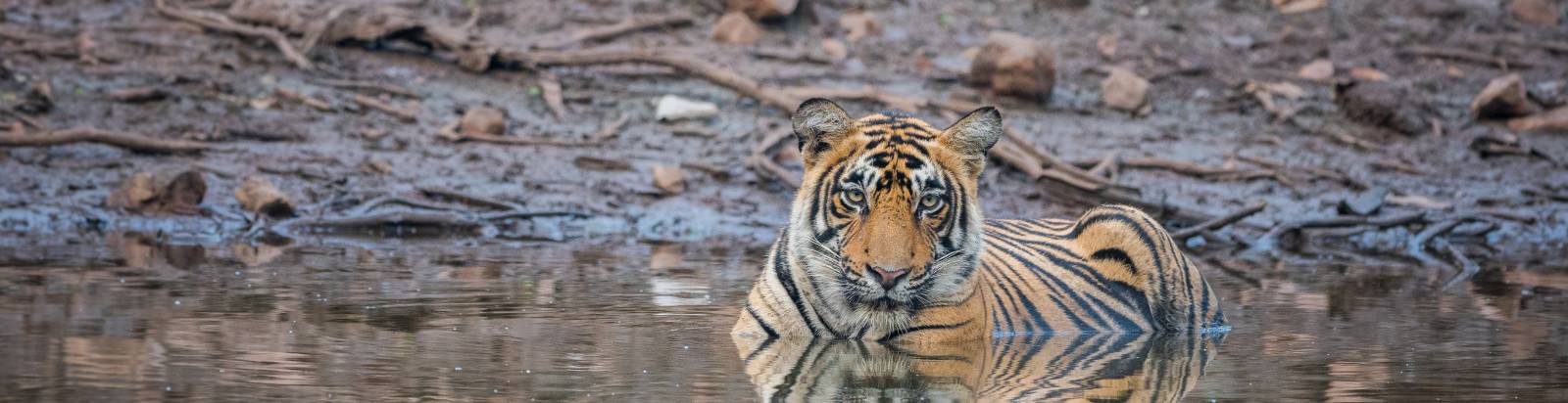 Information About Ranthambore National Park