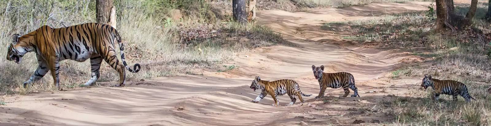 Bandippur National Park & Tiger Reserve Karnataka, South India