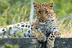 The Rich Wildlife of Rajasthan | National Parks & Wildlife Sanctuaries