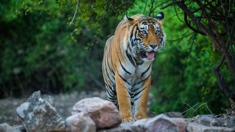 Information About Ranthambore National Park