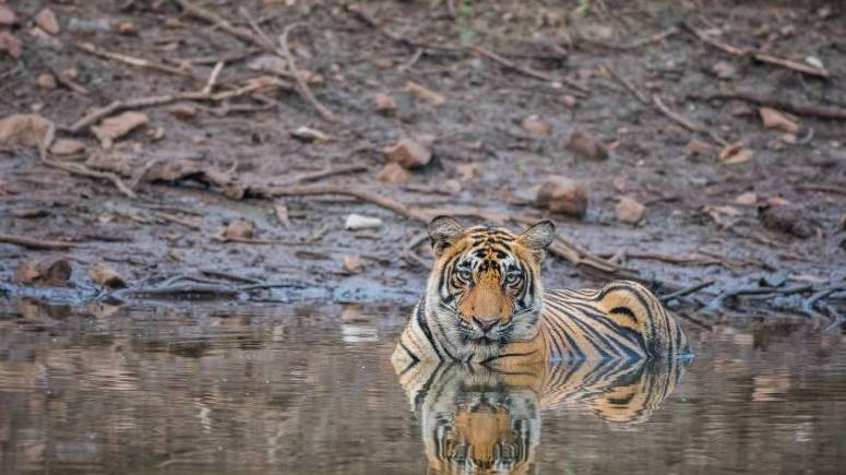 Information About Ranthambore National Park