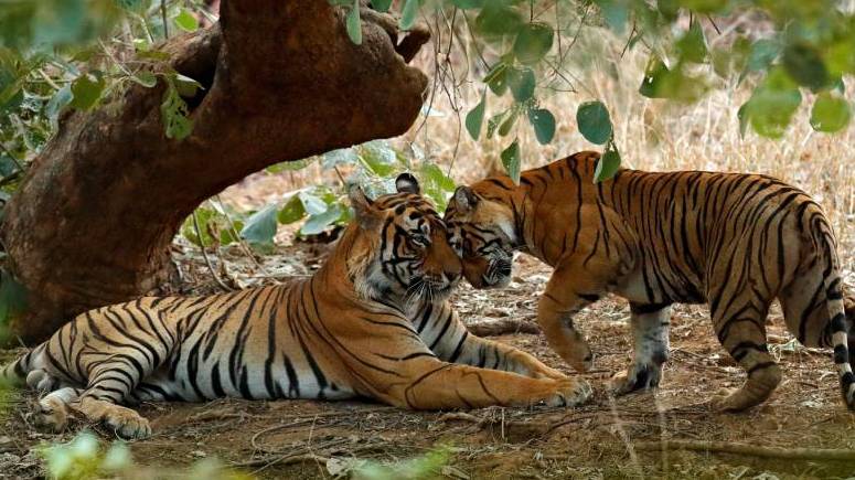 Information About Ranthambore National Park