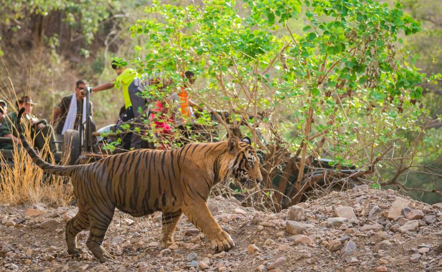 jawai bera leopard safari